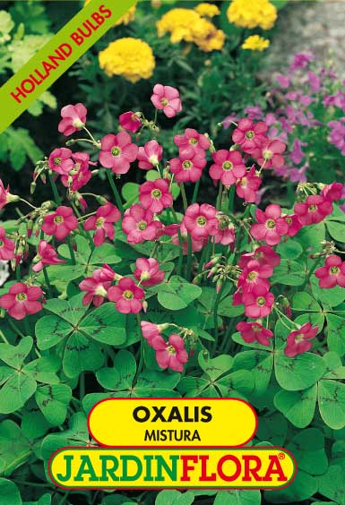 OXALIS MISTURA S/10