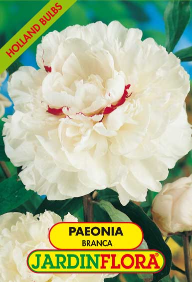 PAEONIA DOBRADA BRANCA S/1