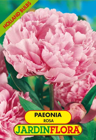 PAEONIA DOBRADA ROSA S/1