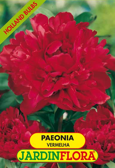 PAEONIA DOBRADA VERMELHA S/1