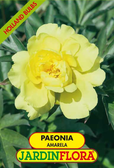 PAEONIA DOBRADA AMARELA S/1