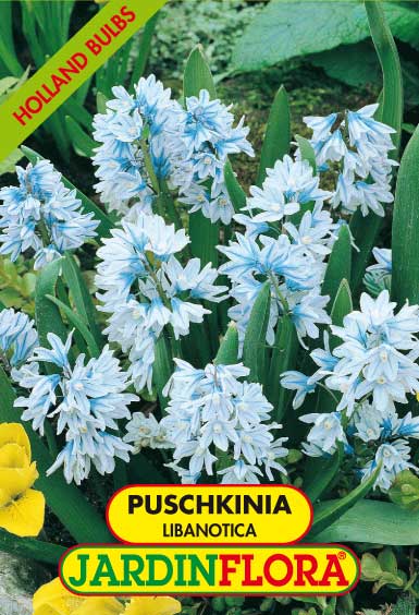 PUSCHKINIA LIBANOTICA S/10