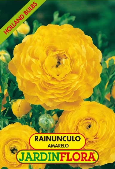 Rainunculo Amarelo C/10