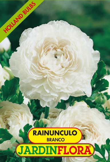 Rainunculo Branco C/10