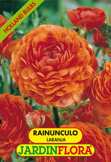 Rainunculo Laranja C/10