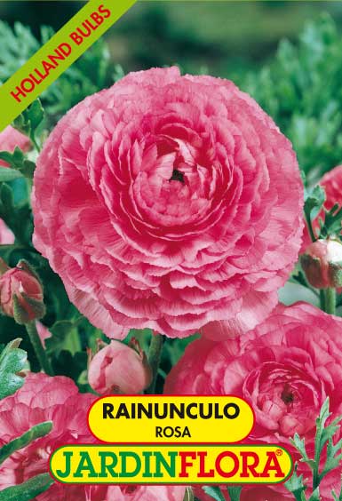 Rainunculo Rosa C/10