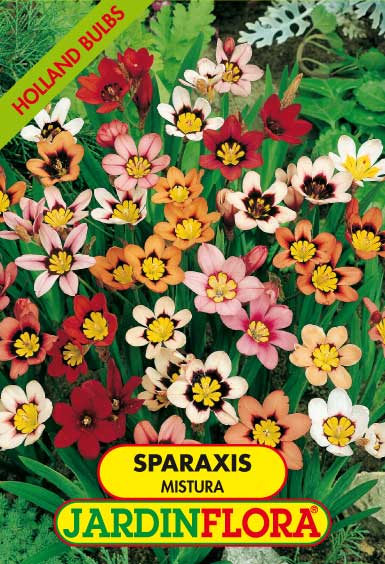 SPARAXIS MISTURA S/10