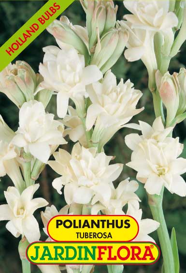 POLIANTHUS TUBEROSA 14/16 S/1