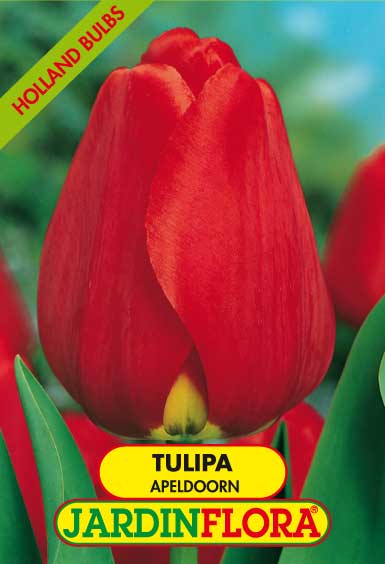 Tulipa Dar. Apeldoorn S/5