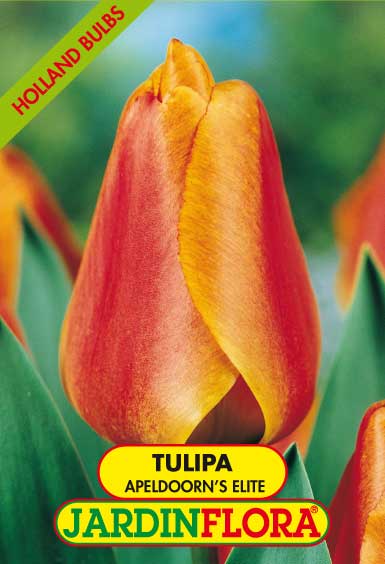 Tulipa Dar. Apeld. Elite S/5