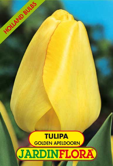 Tulipa Dar. Golden Apeld. S/5