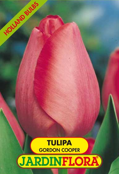 Tulipa Dar. Gordon Cooper S/5