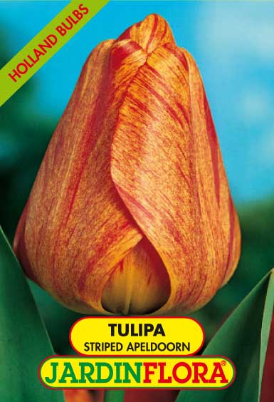 Tulipa Dar. Striped Apeldoorn S/5