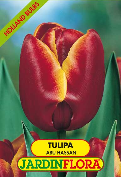 Tulipa Abu Hassan S/5