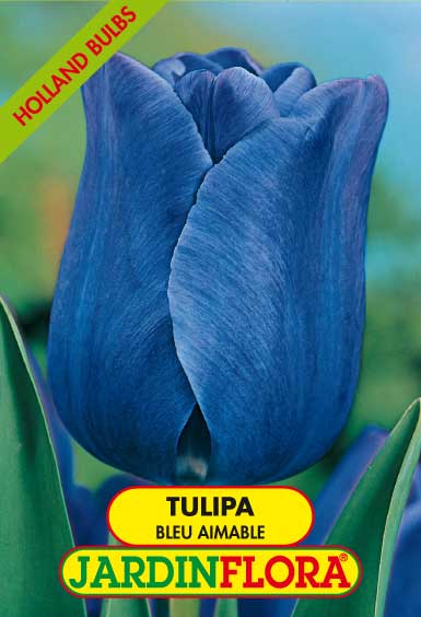 Tulipa Bleu Aimable - Azul S/5