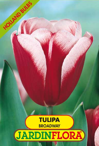 Tulipa Broadway S/5