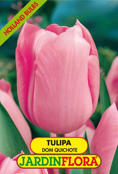 TULIPA DON QUICHOTE - ROSA S/5