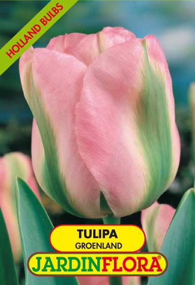 TULIPA GROENLAND - R. VR. S/5