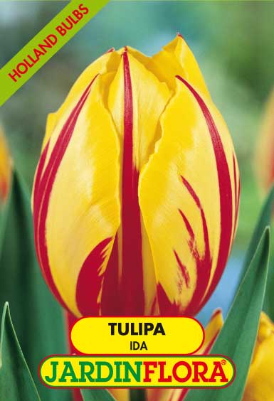 TULIPAS IDA - AMARELO/VERMELHO S/5