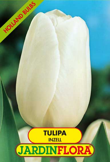 TULIPA INZELL - BRANCO S/5