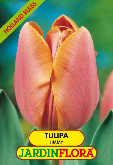 TULIPA JIMMY - ROSA/LARANJA S/5