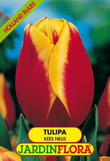 Tulipa Kees Nellis - Vermelha-Amarelo S/5