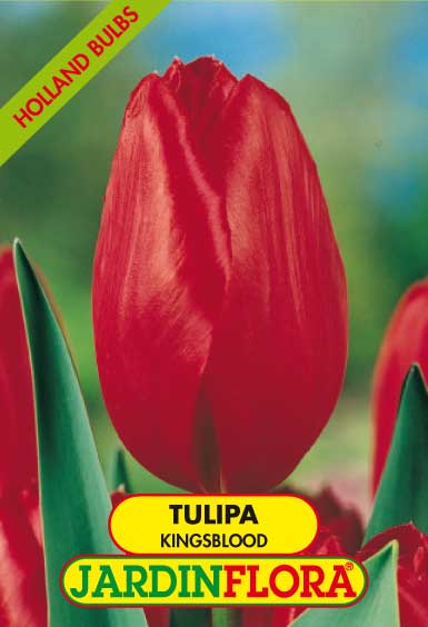 Tulipa Kingsblood - Vermelho S/5