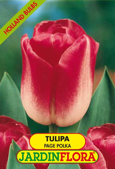 TULIPA PAGE POLKA - R.BR. S/5