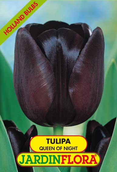 TULIPA QUEEN OF NIGHT- PRETA S/5