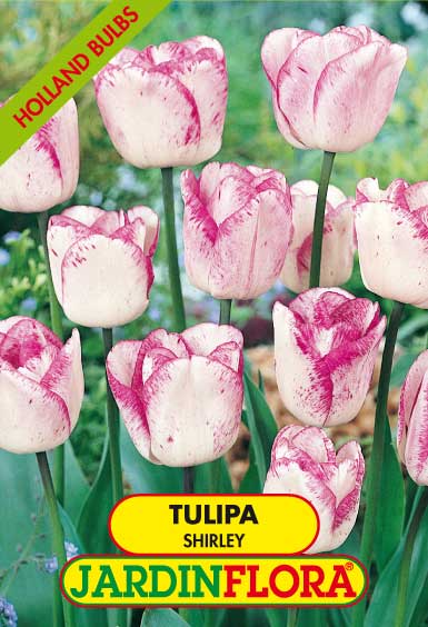 Tulipa Shirley - Vermelho/Branco S/5