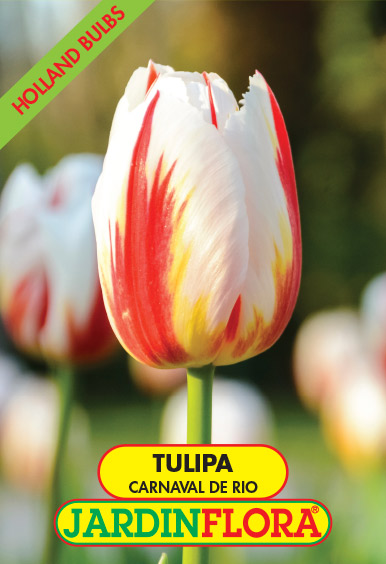 TULIPA CARNAVAL DO RIO S/5