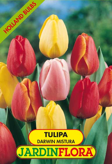 Tulipa Darwin Mistura S/5