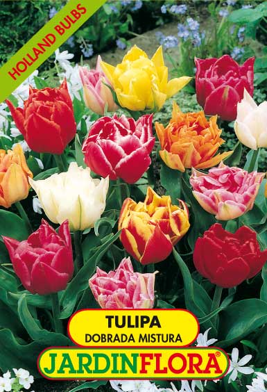 Tulipa Dobrada Mistura S/5