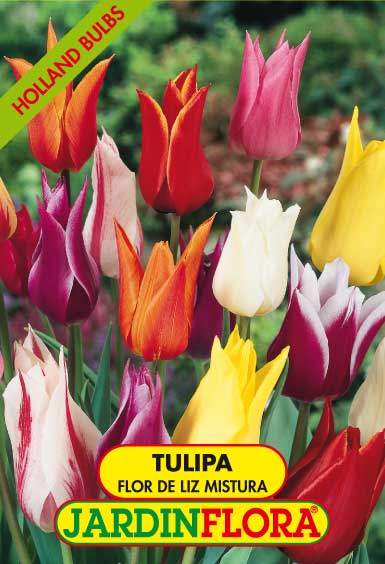 TULIPAS FLOR DE LIZ  MISTURA S/5