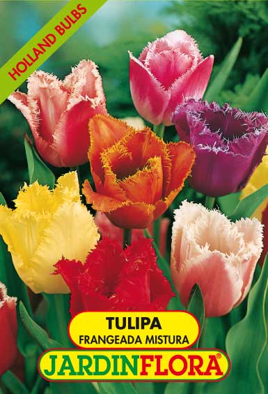 TULIPAS FRANGEADA MISTURA S/5