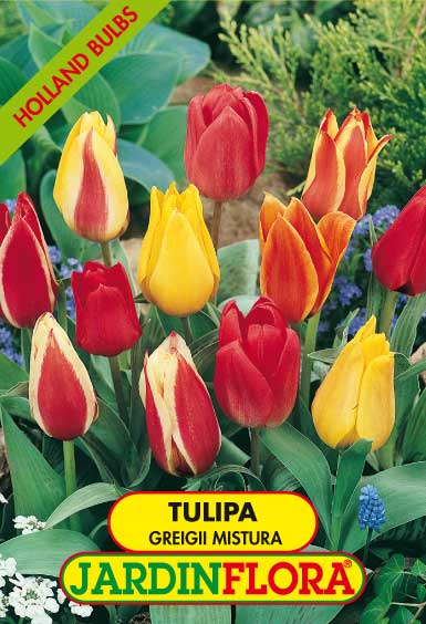 TULIPAS GREIGII MISTURA S/5