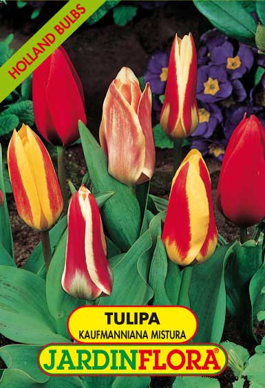 TULIPAS KAUFMANNIANA MISTURA S/5