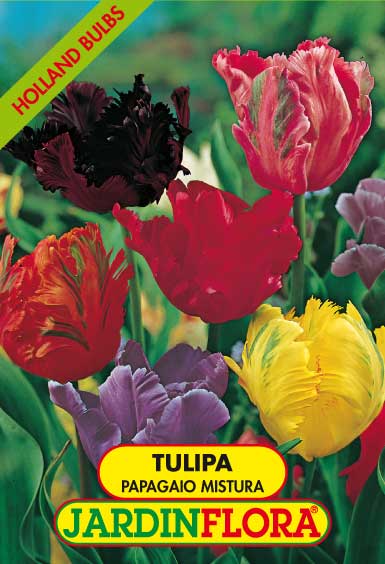 TULIPAS PAPAGAIO MISTURA S/5