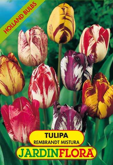 TULIPAS REMBRANDT MISTURA S/5