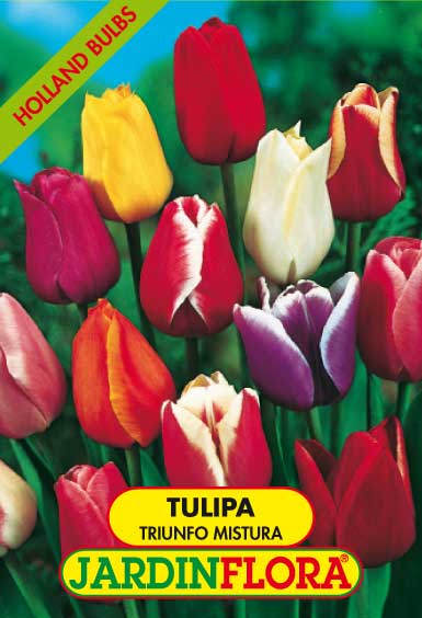 TULIPAS TRIUNFO MISTURA S/5