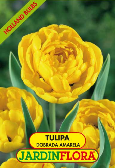 Tulipa Dobrada Amarela S/5