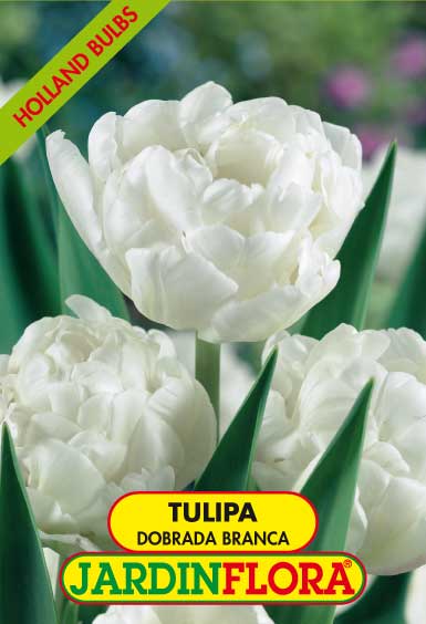 Tulipa Dobrada Branca S/5