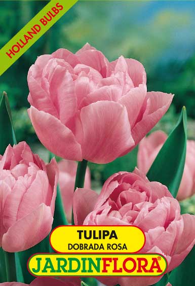 Tulipa Dobrada Rosa S/5