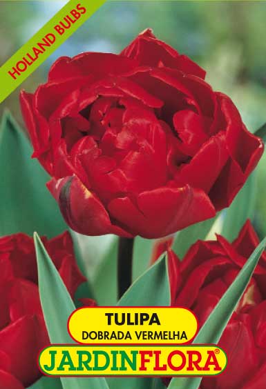 Tulipa Dobrada Vermelha S/5