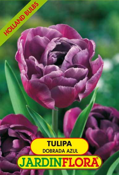 Tulipa Dobrada Azul S/5