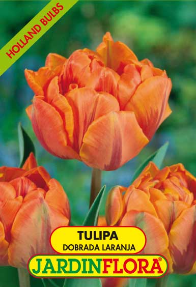 TULIPA DOBRADA LARANJA S/5