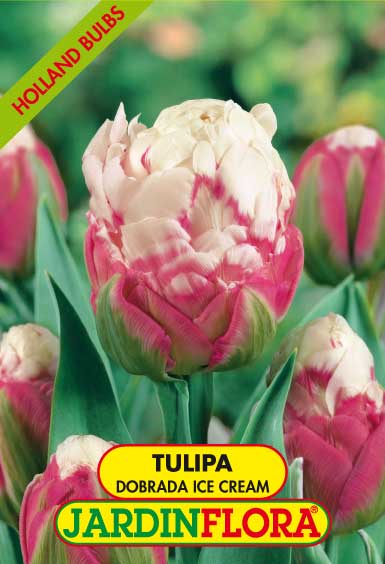 Tulipa Dobrada Ice Cream S/2