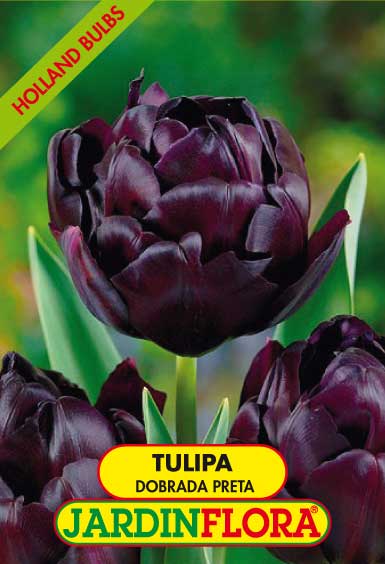 Tulipa Dobrada Preta S/5