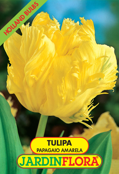 Tulipa Papagaio Amarela S/5