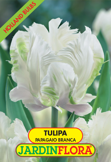 Tulipa Papagaio Branca S/5